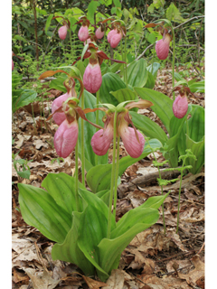 Cypripedium acaule (Moccasin flower)