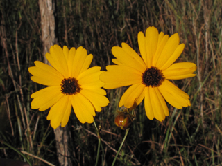 Coreopsis linifolia (Texas tickseed)