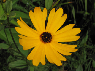 Coreopsis integrifolia (Fringeleaf tickseed)