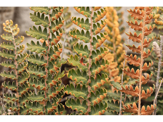 Astrolepis sinuata (Wavy scaly cloakfern)