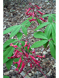 Aesculus pavia var. pavia (Scarlet buckeye)