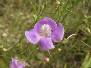 Agalinis edwardsiana (Plateau false foxglove)