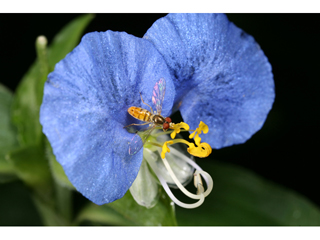 Commelina erecta (Dayflower)