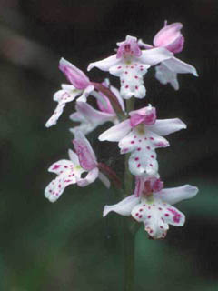 Amerorchis rotundifolia (Roundleaf orchid)