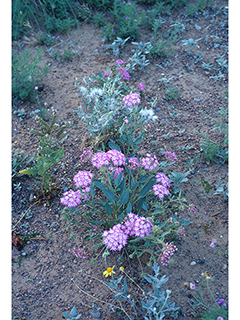 Abronia angustifolia (Purple sand verbena)