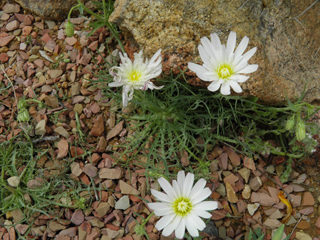 Calycoseris wrightii (White tackstem)