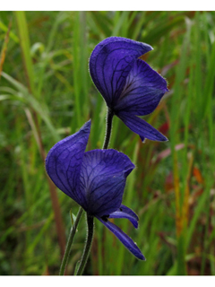 Aconitum delphiniifolium (Larkspurleaf monkshood)