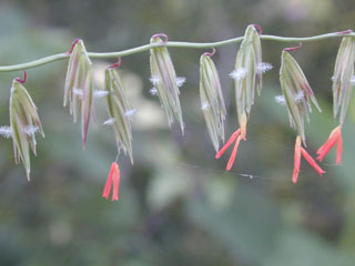 Bouteloua curtipendula (Sideoats grama)