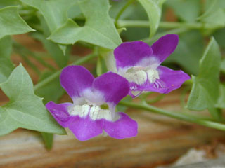 Maurandella antirrhiniflora (Snapdragon vine )