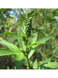 Ambrosia trifida var. texana (Texan great ragweed)