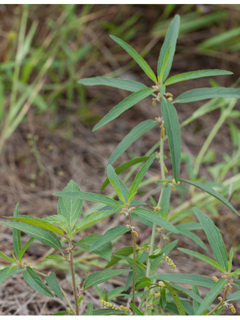 Acalypha monococca (Slender threeseed mercury)