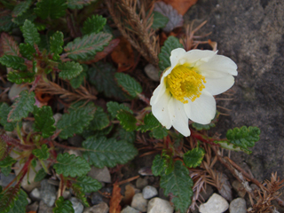 Dryas octopetala (Eightpetal mountain-avens)