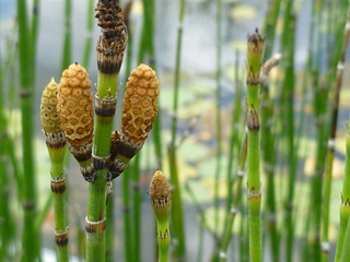 Equisetum hyemale (Scouring-rush horsetail)