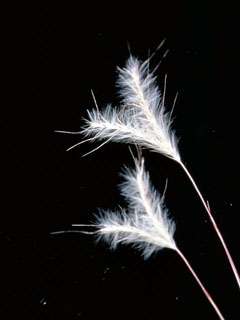 Andropogon ternarius (Splitbeard bluestem)