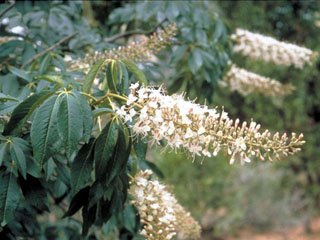 Aesculus californica (California buckeye)