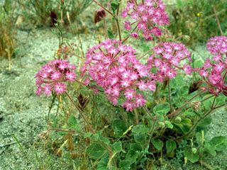 Abronia villosa (Desert sand verbena)