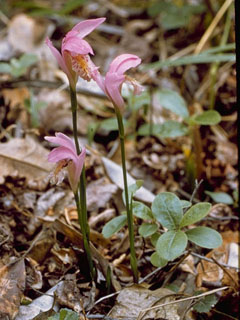 Arethusa bulbosa (Dragon's mouth)