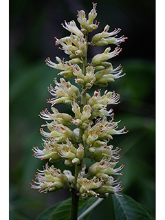 Aesculus flava (Yellow buckeye)