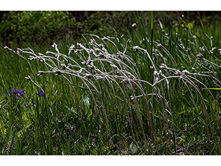 Antennaria neglecta (Field pussytoes)