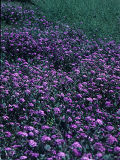 Abronia villosa var. villosa (Desert sand verbena)