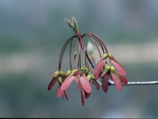 Acer rubrum var. drummondii (Drummond's maple)