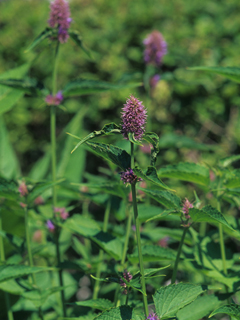 Agastache foeniculum (Blue giant hyssop)