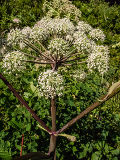 Angelica atropurpurea (Purplestem angelica)