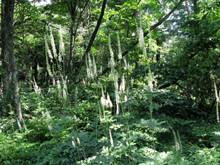 Actaea racemosa var. racemosa (Black cohosh)