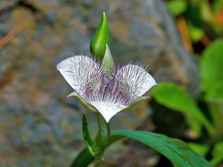 Calochortus elegans (Elegant mariposa lily)