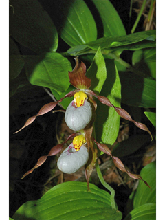 Cypripedium montanum (Mountain lady's slipper)