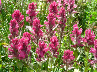 Castilleja rhexiifolia (Splitleaf indian paintbrush)