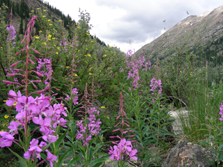 Chamerion angustifolium (Fireweed)