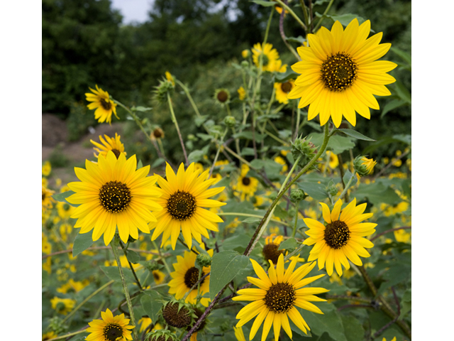 Helianthus annuus (Common sunflower) #47992