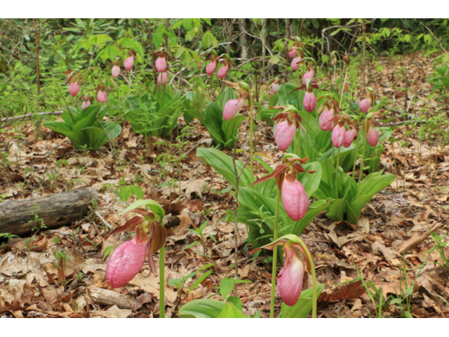 Cypripedium acaule (Moccasin flower) #38657