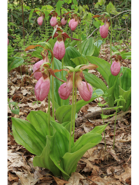 Cypripedium acaule (Moccasin flower) #38666