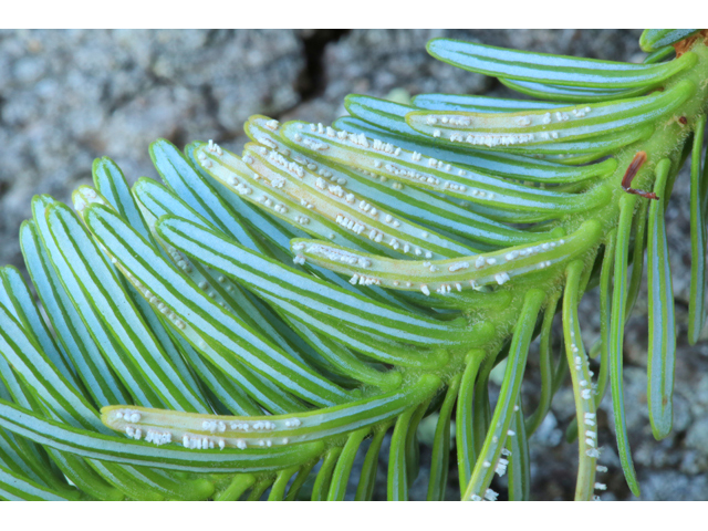 Abies fraseri (Fraser fir) #39227