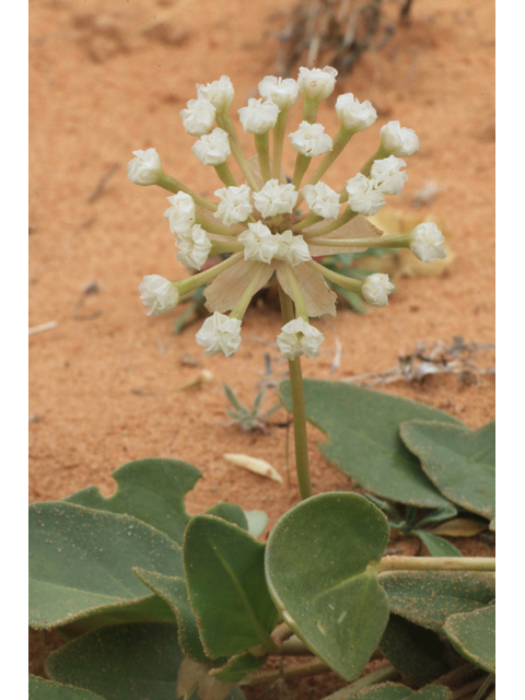 Abronia fragrans (Fragrant sand-verbena) #39418