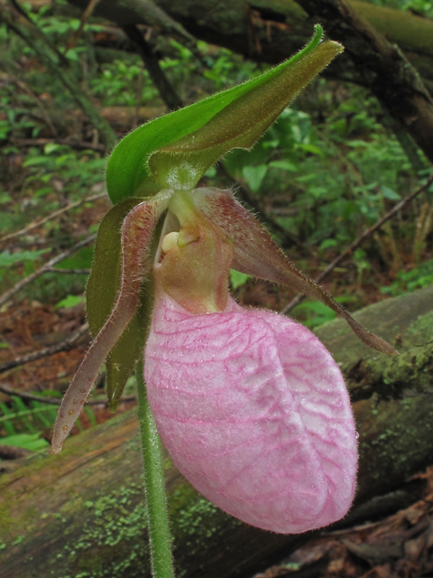 Cypripedium acaule (Moccasin flower) #40663