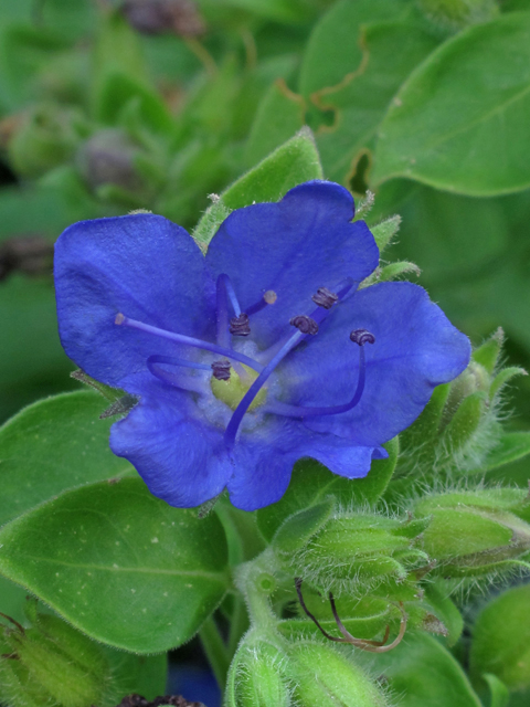 Hydrolea ovata (Blue waterleaf) #41983