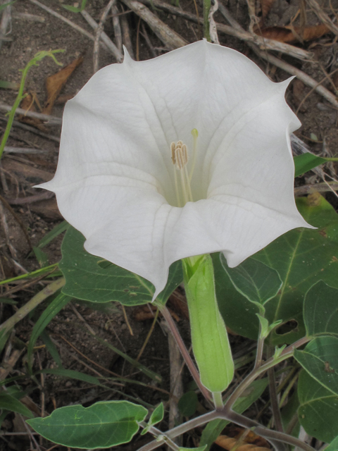 Datura wrightii (Jimsonweed) #43292