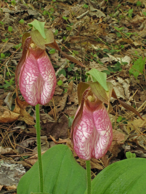 Cypripedium acaule (Moccasin flower) #43422