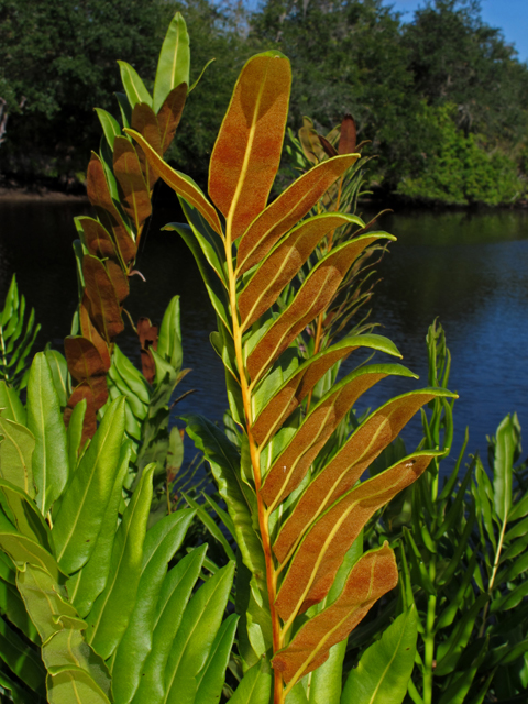 Acrostichum danaeifolium (Giant leather fern) #44401