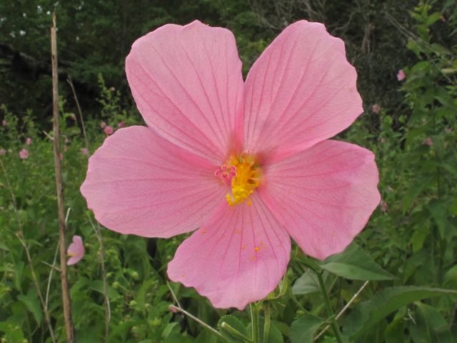 Kosteletzkya virginica (Virginia saltmarsh mallow) #44910