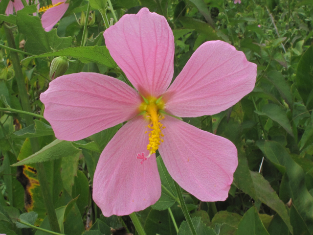 Kosteletzkya virginica (Virginia saltmarsh mallow) #44911