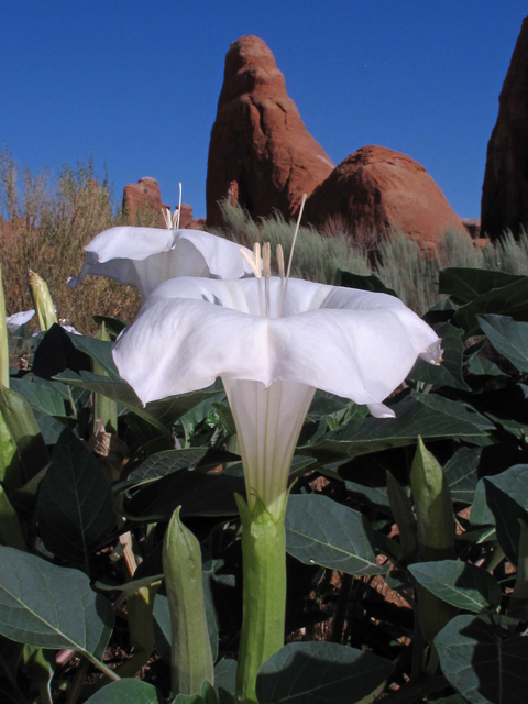 Datura wrightii (Jimsonweed) #44916