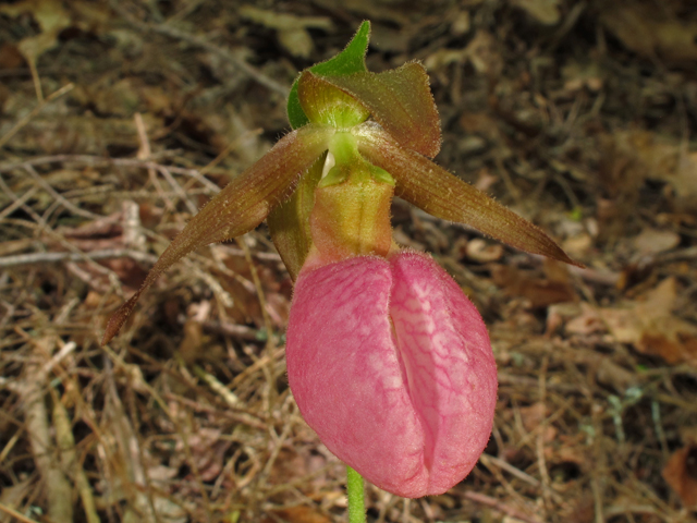 Cypripedium acaule (Moccasin flower) #45174