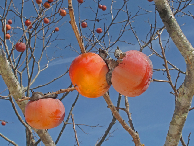 Diospyros virginiana (Common persimmon) #45420