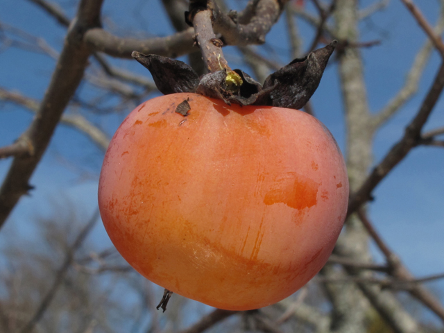 Diospyros virginiana (Common persimmon) #45421