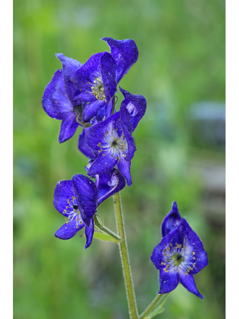 Aconitum columbianum (Columbian monkshood) #48080