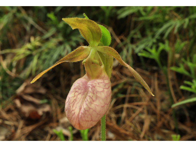 Cypripedium acaule (Moccasin flower) #50173